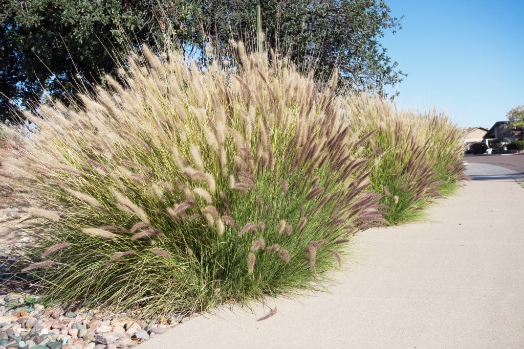 Xeriscaping with Fountain Grass
